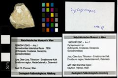 Foto (Objekt + Etiketten) von Cycloprosopon sp. 